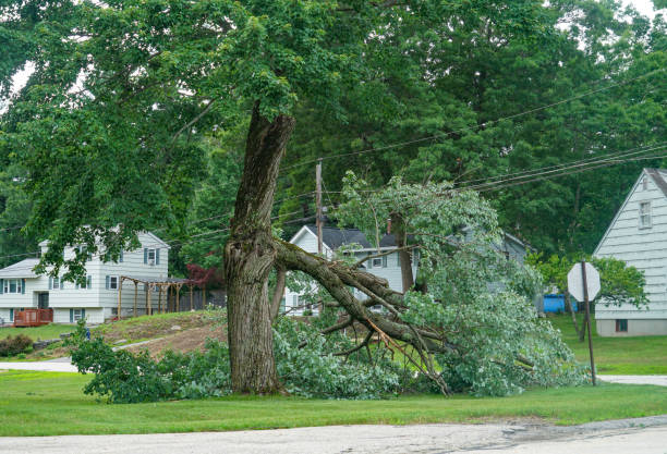 Best Tree Root Removal  in USA